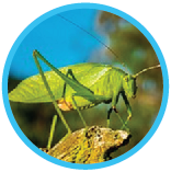 quiz on the life cycle of a grasshopper.
